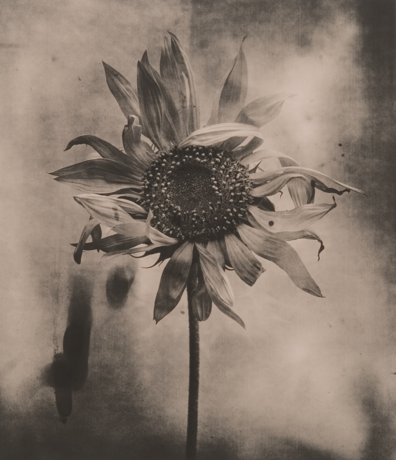 z cyklu bez tytułu, nr neg. 1040/11